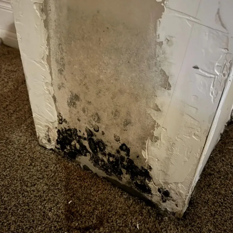 Professional Mold Removal in Hertford, NC